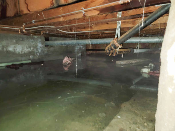 Best Carpet water damage restoration  in The Villages, FL