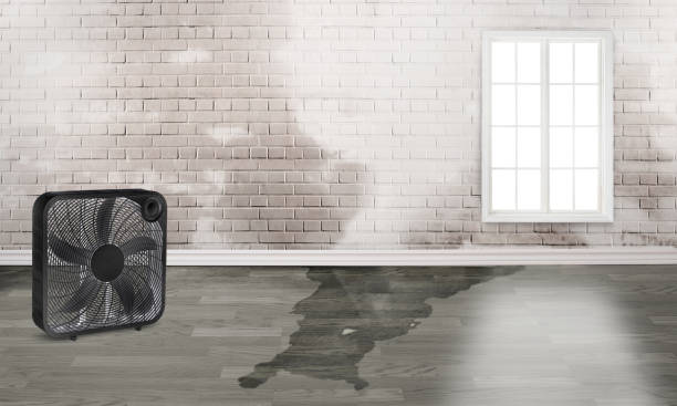 Best Water damage cleanup near me  in The Villages, FL